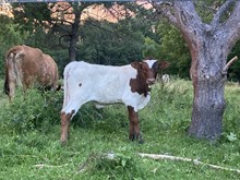 Shelly bull calf