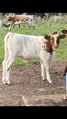 Penny heifer 6/23